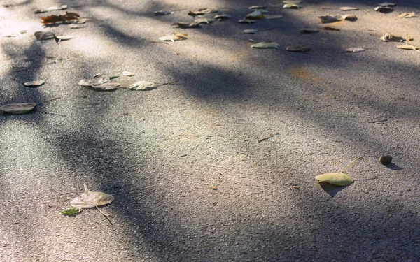 Сухой оставленный на земле — стоковое фото