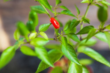 Kırmızı ve yeşil biber dal