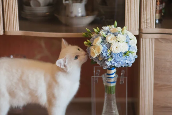 Bir düğün buket kokulu beyaz kedi