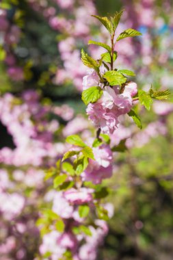 Mavi arka planda güzel pembe kiraz çiçekleri. Sakura
