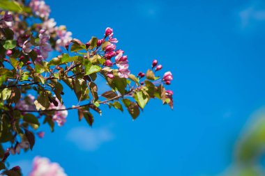 Mavi gökyüzüne karşı pembe elma ağacı çiçek açan
