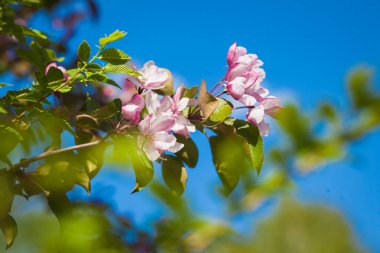 Mavi gökyüzüne karşı pembe elma ağacı çiçek açan