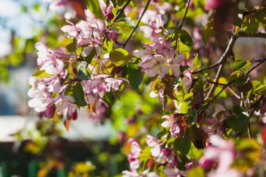 Mavi gökyüzüne karşı pembe elma ağacı çiçek açan