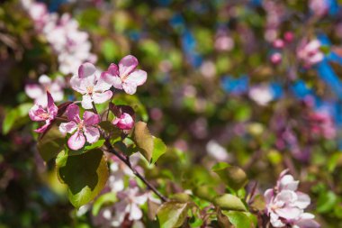 Mavi gökyüzüne karşı pembe elma ağacı çiçek açan