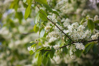 mavi gökyüzüne karşı çiçek açan bahar kuş kiraz dalı