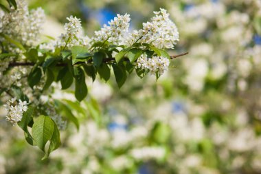 mavi gökyüzüne karşı çiçek açan bahar kuş kiraz dalı