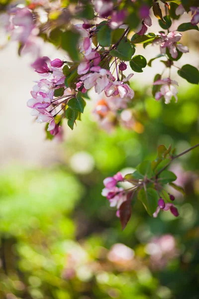 Mavi gökyüzüne karşı pembe elma ağacı çiçek açan