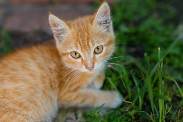 Beau chaton roux sur herbe verte. Chaton mignon dans le parc — Photo