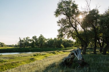 Gün batımında bir nehir ve ağaçlarla güzel bir yaz manzarası. Rusya, Ural.