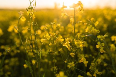Gün batımında Colza çiçekleri.