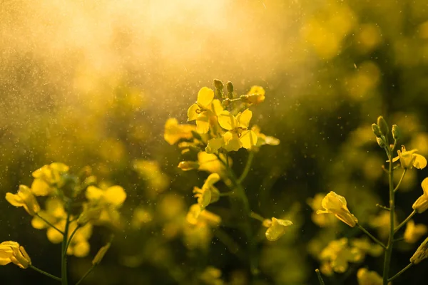 Güzel çiçek açan Colza tarlası yakın plan. Yumuşak odak