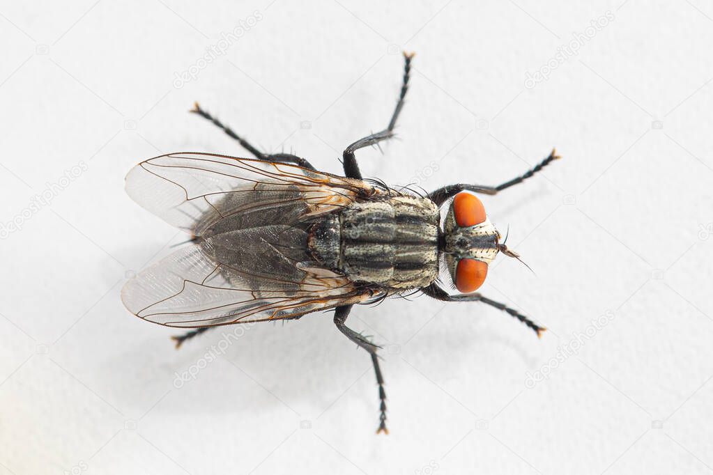 Top view macro shot of fly isolated on white background. Top down view of red eyed insect from above. Focused on wings. Animals and insects concept.