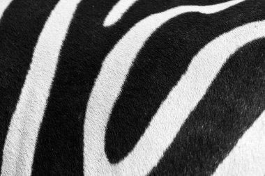 Zebra çizgilerine yakın çekim