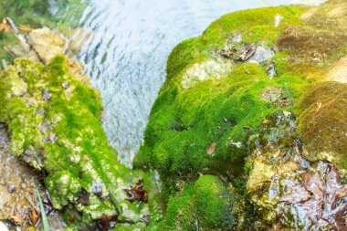 Doğal bir manzarada, bir göletin kenarında yeşil yosun.