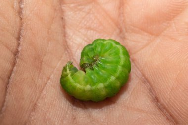 Yeşil tırtıl makrosu avucunun içine sarılmış.