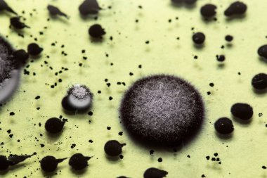 Petri kabındaki bakteri kolonisinin kapanışı