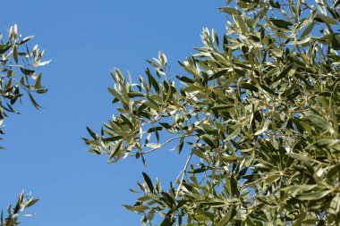 Arka planda gökyüzü olan yeşil canlılar