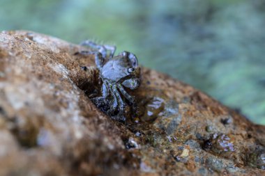 Kayanın üzerindeki siyah yengecin yakın çekimi.