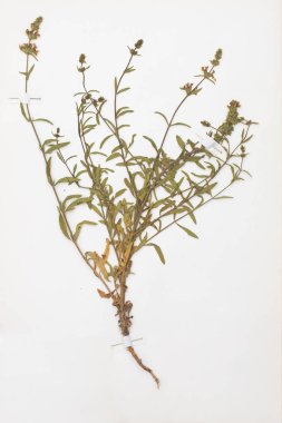 Stachys Recta bitkisinin numunesiyle birlikte bitki örtüsü.