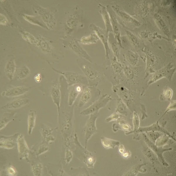 Closeup Colônia Bacteriana Sob Microscópio — Fotografia de Stock