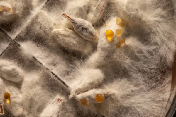 Extrémní Detailní Detail Růstu Myceliové Houbové Kolonie — Stock fotografie
