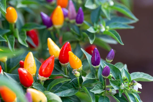 Detaily Kořeněné Chilli Papričky Rostlina Ovocem Různých Barev — Stock fotografie