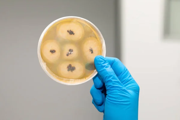 Petrischaal Met Bacteriële Kolonie — Stockfoto