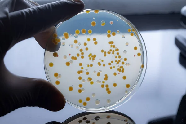 病毒和细菌实验 未来的生物技术 — 图库照片