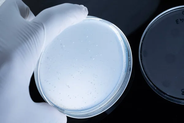 コロナウイルスの実験室分析の概念 手にペトリ皿を持つ科学者 — ストック写真