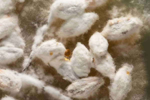 Vláknitá Textura Houbové Kolonie Mycelia Laboratoři Biologie — Stock fotografie