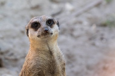 Fotokopi alanı ile doğrudan kameraya bakan meraklı bir mirketin portre görüntüsü.