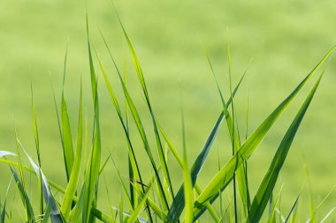 Yeşil arka planda çimen yaprakları