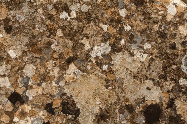 Bir kayanın yüzeyini kaplayan kertenkelelerin yakın görüntüsü.