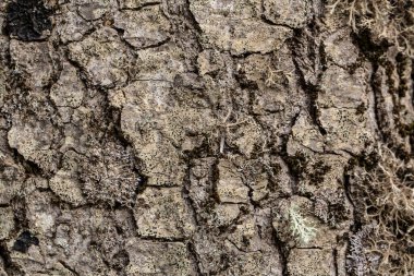 Bir ağaç kabuğuna yakın.