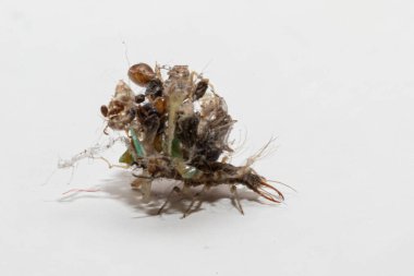 Chrysoperla larvasının taklidi, sırtında avının kalıntılarıyla birlikte.