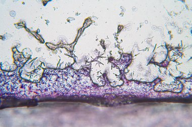 Optik mikroskop altında kristal ultrayapı