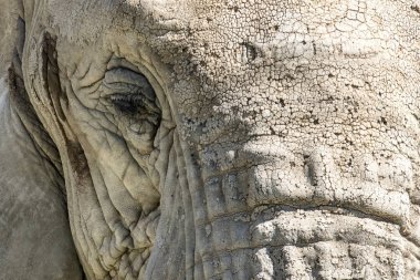 Gözlerin etrafındaki siyah ve beyaz çizgili desen ve bir Ovalar Zebra 'nın alnındaki yakın plan görüntüsü.