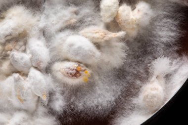 Beyaz küflü Petri kabı