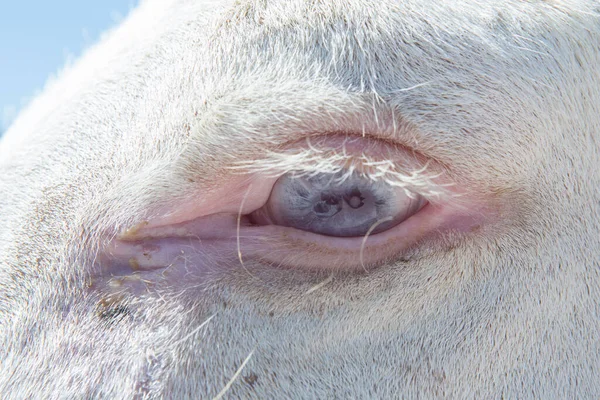 Detailní Pohled Modré Oko Bílého Osla Stojícího Venku — Stock fotografie