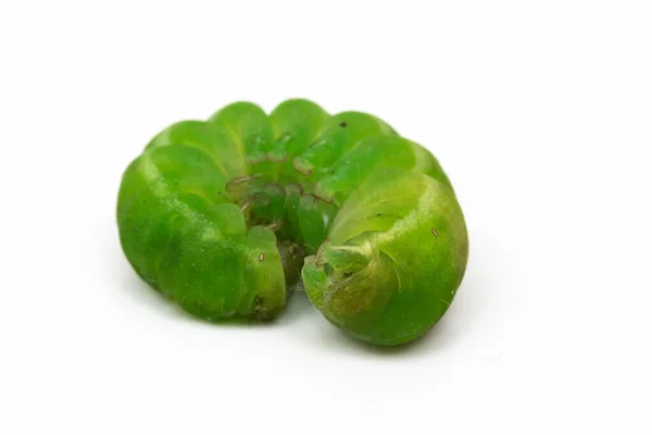 Macro Green Caterpillar Rolled Itself White Background — Stock Photo, Image