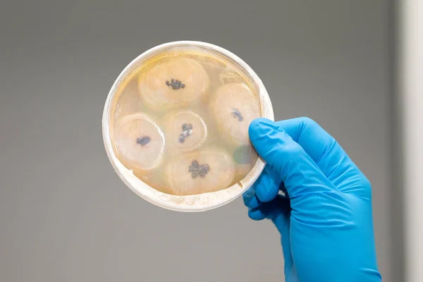 Closed Petri dish with bacterial colonies or molds. Round glass lab equipment held in hand wearing blue sterile glove against grey wall. Medical laboratory, medical glassware concept. Copy space.