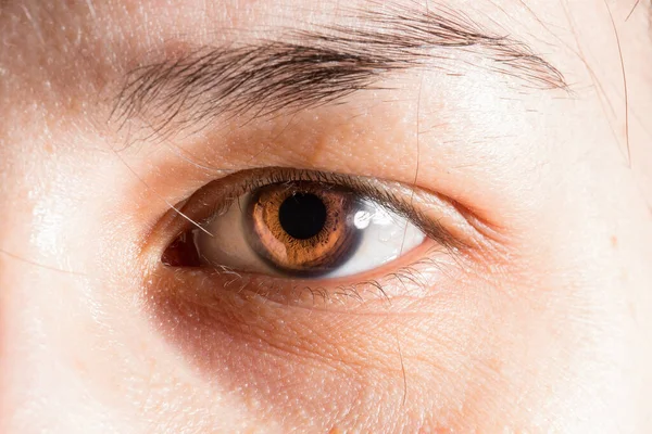 Μακροεντολή Πολύ Αντίθεση Καστανό Μάτι — Φωτογραφία Αρχείου