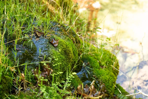 Färskt Grönt Gräs Undervegetation Kulle — Stockfoto