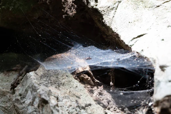 蜘蛛在石头中的蜘蛛网 — 图库照片