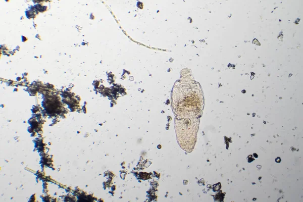Rotifer Från Droppe Damm Ett Mikroskop — Stockfoto