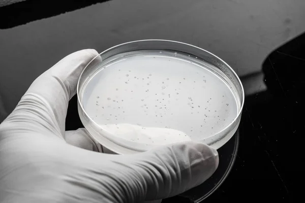 Antivirale Activiteitstests Petrischaaltjes Met Geagariseerd Medium — Stockfoto