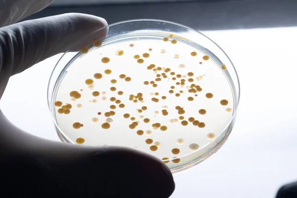 細菌の薬剤耐性に関する研究の成果を示す科学者 — ストック写真