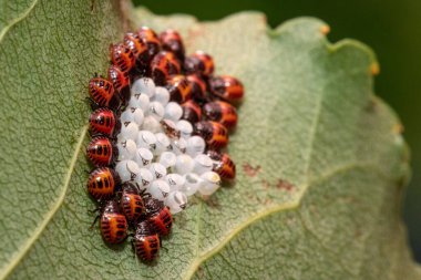 Koku böceği kümesine (Halyomorpha halys) ait bir makro görüş, yumurtadan yeni çıkmış, yumurtalar ve siyah üçgen yumurta kırıcılarla açık yeşil bir yaprak üzerinde görülebilir..