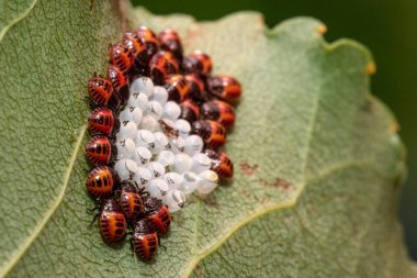 A macro view on cluster of stink bug (Halyomorpha halys) nymphs, just hatched, with eggs and black triangle egg breakers visible, on a green leaf outdoors. clipart