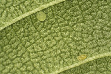 Küçük böcekli yeşil yaprak makro, parazit bulaşmış yeşillik.